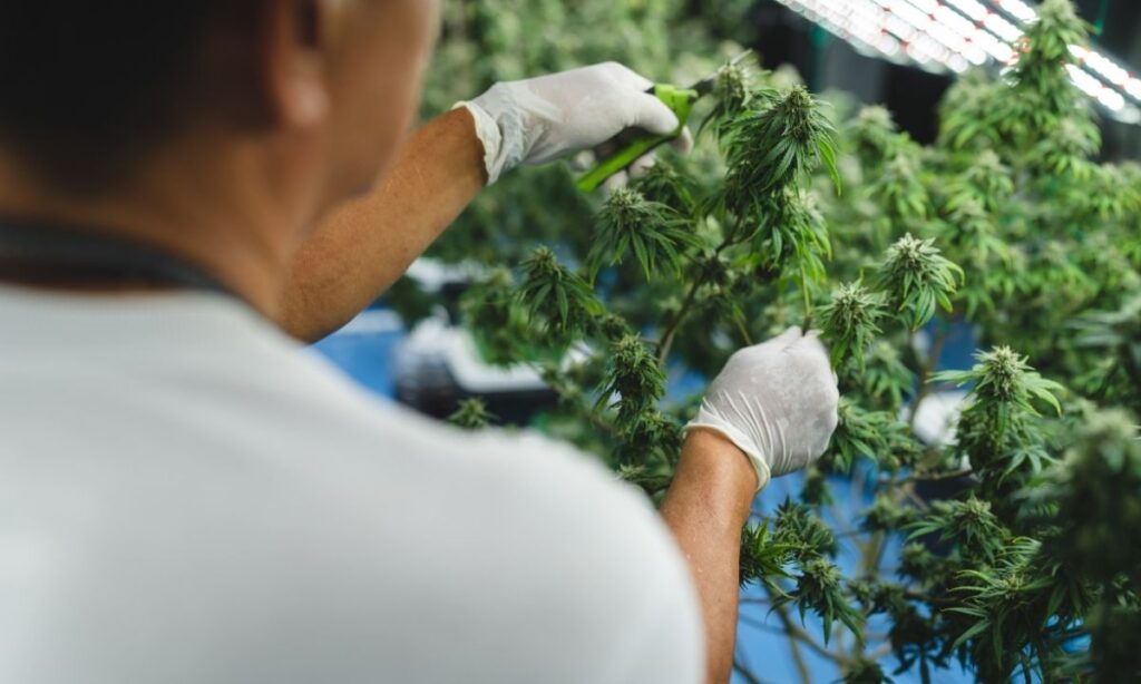 Trump reclasifica la marihuana