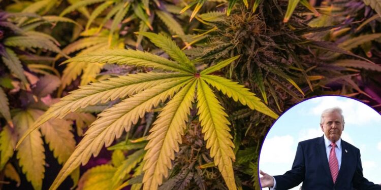 Trump reclasifica la marihuana