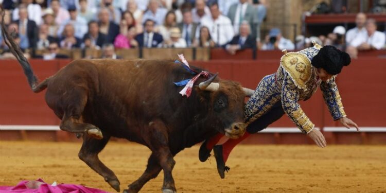 Morante de la Puebla, herido “muy grave” en Sevilla: sufre una cornada de 10 centímetros que le perfora el recto