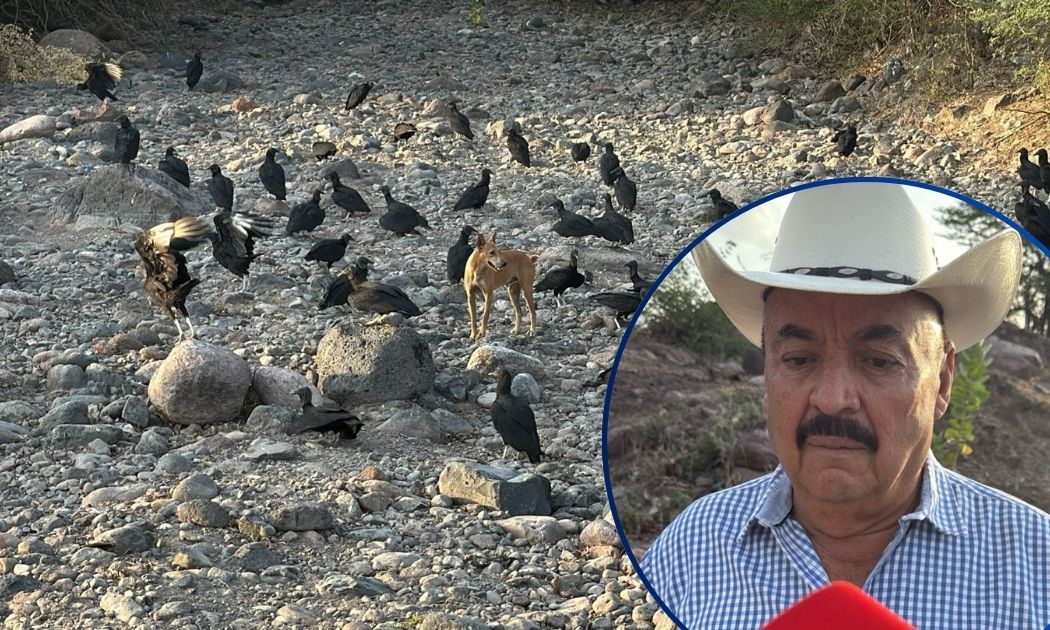 ¡Emergencia! Sequía golpea el sur provocando pérdidas de ganado y ...