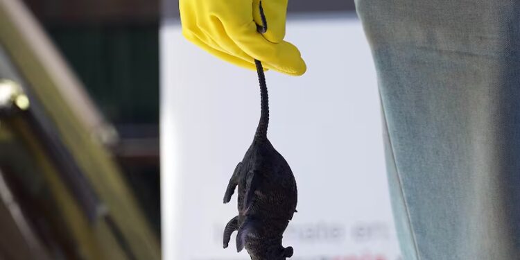 Chile registra 39 casos de hantavirus en lo que va de 2026 y un aumento de la letalidad