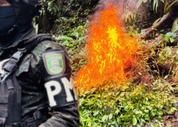 Erradican 40 mil plantas de coca en montaña de Olanchito, Yoro