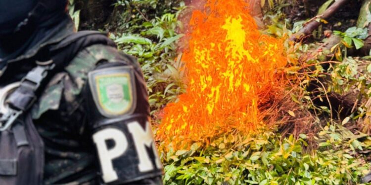 Erradican 40 mil plantas de coca en montaña de Olanchito, Yoro