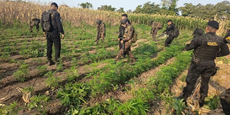 Guatemala Operativo Marihuana