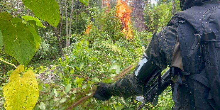 Desarrollan operativo de erradicación e incineración de cultivos de hoja de coca en Atlántida