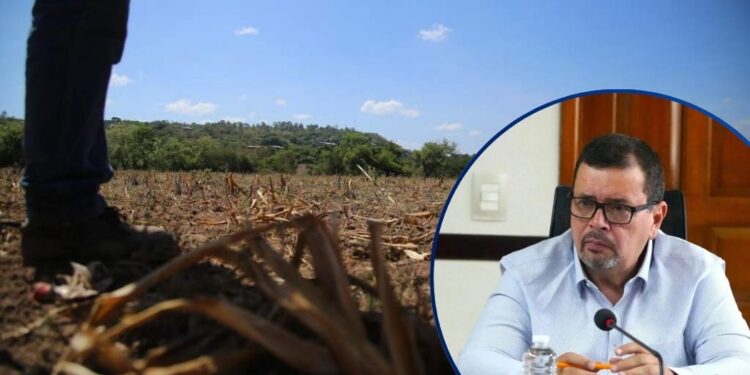 SAG asegura que no hay hambre por sequía, aunque un 10% de la población enfrenta riesgo alimentario