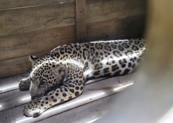 Rescatan jaguar que tenían de mascota en la aldea El Pataste en Catacamas, Olancho