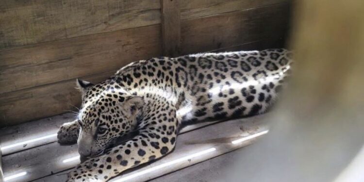 Rescatan jaguar que tenían de mascota en la aldea El Pataste en Catacamas, Olancho