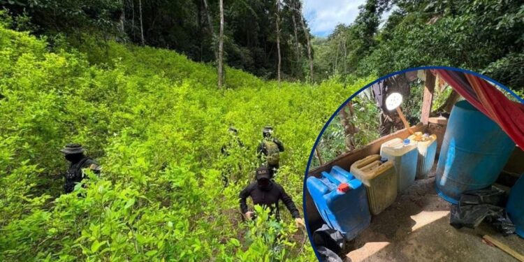 ¡Frijol y maíz no siembran! Descubren plantación de coca y narcolaboratorio en montaña de Colón