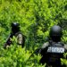 ¡Sigue el cultivo! Aseguran 7,500 arbustos de coca en Iriona, Colón