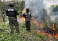 ¡No para la siembra! Erradican más de 20 arbustos de coca en montaña de Olanchito