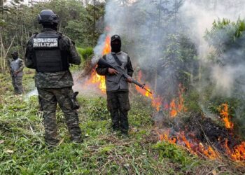 ¡No para la siembra! Erradican más de 20 arbustos de coca en montaña de Olanchito