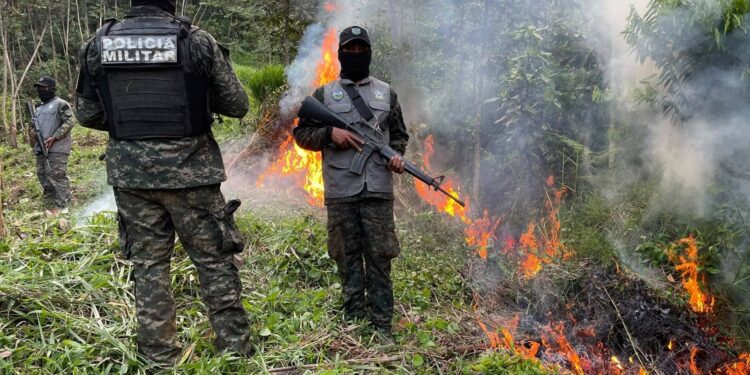 ¡No para la siembra! Erradican más de 20 arbustos de coca en montaña de Olanchito