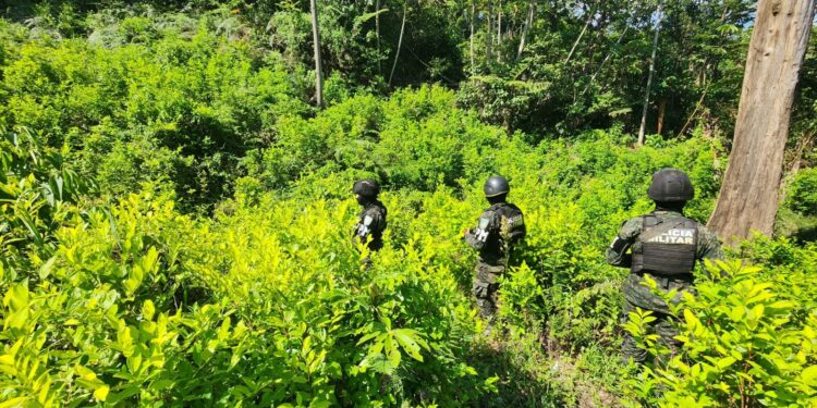 Aseguran nueva plantación de 11 mil arbustos de hoja de coca en Olanchito, Yoro