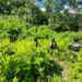 Aseguran nueva plantación de 11 mil arbustos de hoja de coca en Olanchito, Yoro