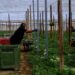 Mil hondureños viajarán a España mediante el programa de empleo temporal en el sector agrícola
