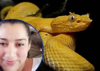 Denuncian negligencia médica en muerte de mujer mordida por una barba amarilla en Choloma