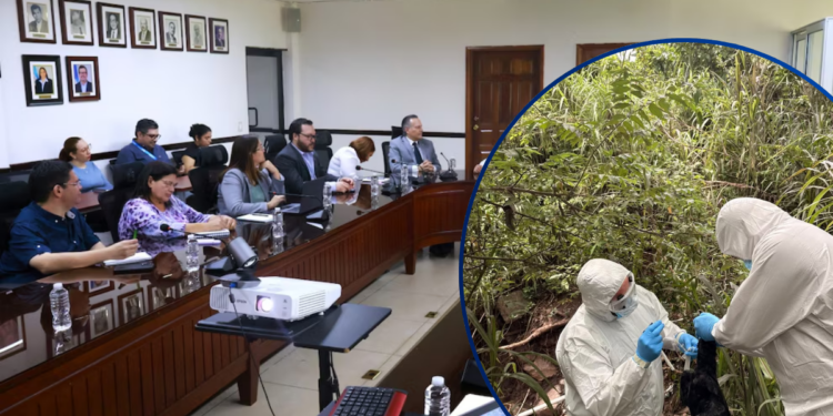 Honduras activa vigilancia sanitaria tras detectar gripe aviar H5N1 en aves silvestres de Lempira