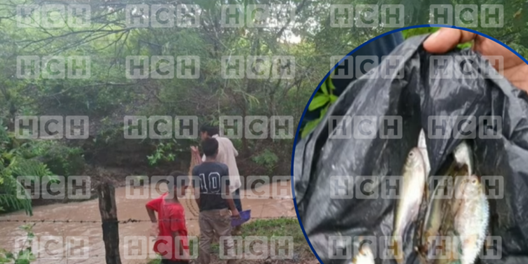 ¡Yoro vuelve a ser escenario del misterio! Reportan nueva lluvia de peces en la zona
