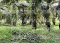 Encuentran sin vida a una persona en una plantación de palma en Choloma, Cortés