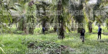 Encuentran sin vida a una persona en una plantación de palma en Choloma, Cortés