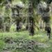 Encuentran sin vida a una persona en una plantación de palma en Choloma, Cortés