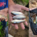 ¿Lluvias de peces en Yoro? La ciencia da explicación a este inquietante fenómeno
