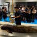 China acusa a agencias extranjeras de usar animales marinos para espionaje en sus aguas