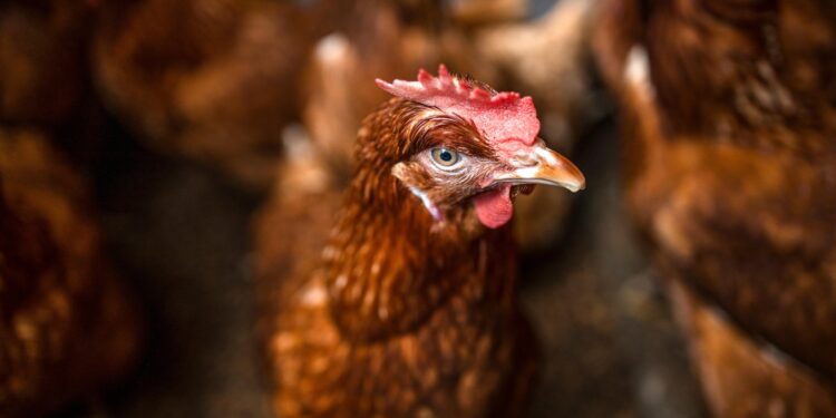 Honduras: Autoridades sacrifican aves en granja para contener brote de gripe aviar