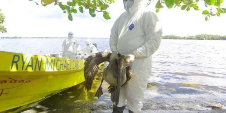 Senasa mantiene vigilancia en el occidente de Honduras tras detectar brote de influenza aviar en aves silvestres