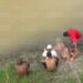 ¡Chapuzón mortal! Tras afanosa búsqueda, localizan a menor ahogado en el río Chamelecón