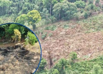 ¡Masacre ambiental! Descubren área deforestada para siembra de “lichas” en Parque Nacional Pico Bonito, La Ceiba