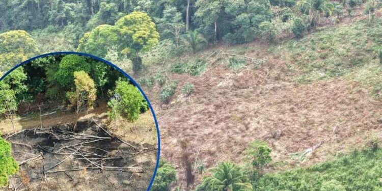 ¡Masacre ambiental! Descubren área deforestada para siembra de “lichas” en Parque Nacional Pico Bonito, La Ceiba
