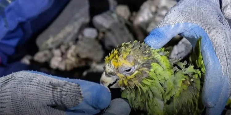 Muere el loro Panchito tras ser rescatado durante las labores de búsqueda en La Guaira, Venezuela