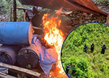 Destruyen 56 mil arbustos de coca y narcolaboratorio en Olancho