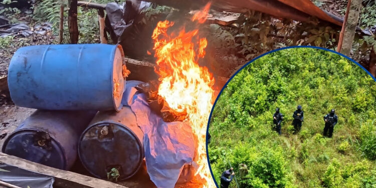 Destruyen 56 mil arbustos de coca y narcolaboratorio en Olancho