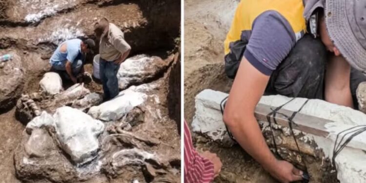 Descubren el fósil de un perezoso gigante en nororiente de Honduras