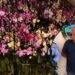 ¡Ni coca, ni moña! Mientras otros delitos golpean al país, incautan “peligroso” cargamento de orquídeas en Ocotepeque