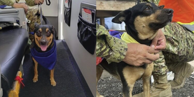 Fénix, la perrita venezolana rescatada por los sismos es adoptada por la Fuerza Armada Salvadoreña