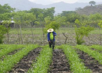 Gobierno, agroindustria y productores fijan precio de compraventa de maíz blanco a 680 lempiras