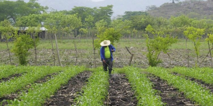 Gobierno, agroindustria y productores fijan precio de compraventa de maíz blanco a 680 lempiras