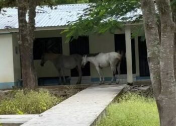 ¿Caballos esperando consulta médica o simplemente abandono de la unidad por las autoridades?