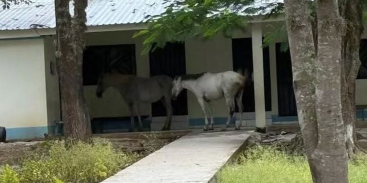 ¿Caballos esperando consulta médica o simplemente abandono de la unidad por las autoridades?