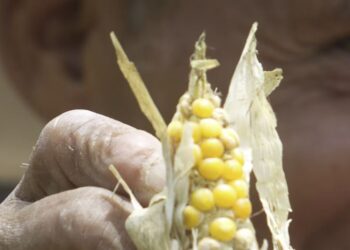 La sequía avanza y amenaza los cultivos en Honduras