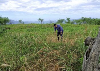 Productores de San Isidro, Choluteca viven un momento crítico por la sequía