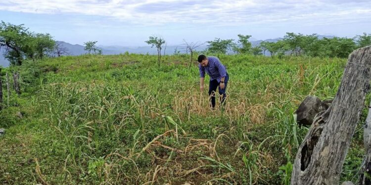 Productores de San Isidro, Choluteca viven un momento crítico por la sequía
