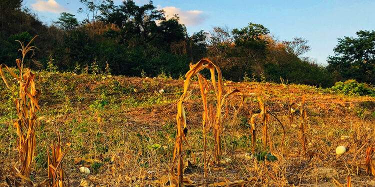 Sequía persistirá en Honduras