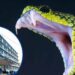 ¡Alerta por mordeduras de serpiente! Hospital Escuela ha atendido 65 casos en lo que va de 2026