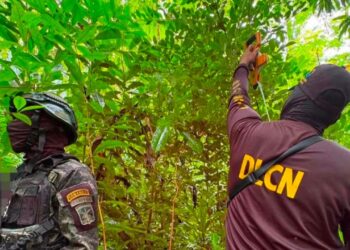 ¡Del lobo, un pelo! Localizan 5,500 plantas de coca en Colón