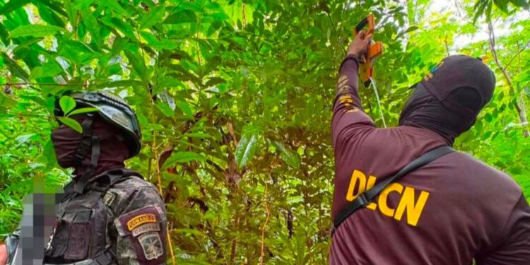 ¡Del lobo, un pelo! Localizan 5,500 plantas de coca en Colón